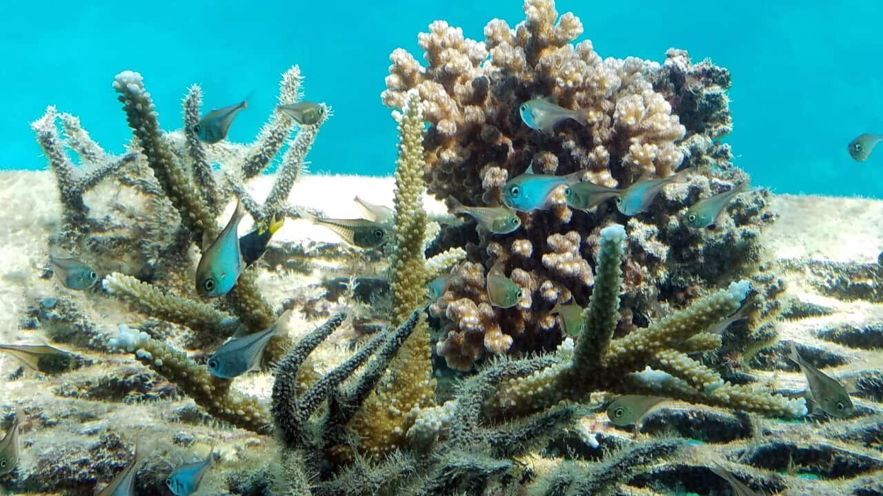 Coral bleaching on the Great Barrier Reef