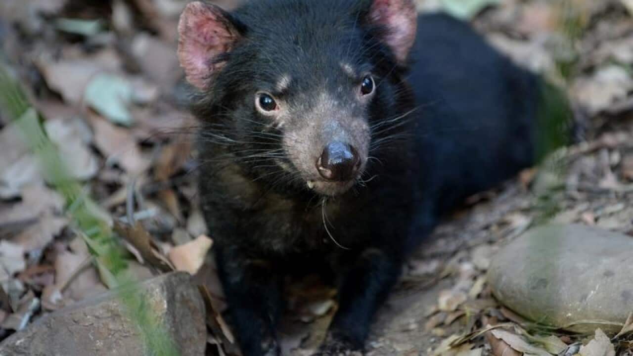 A Tasmanian Devil