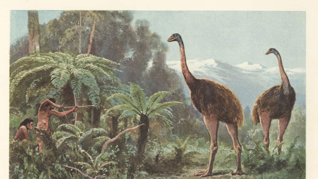 Moa birds or Moa-Vogel