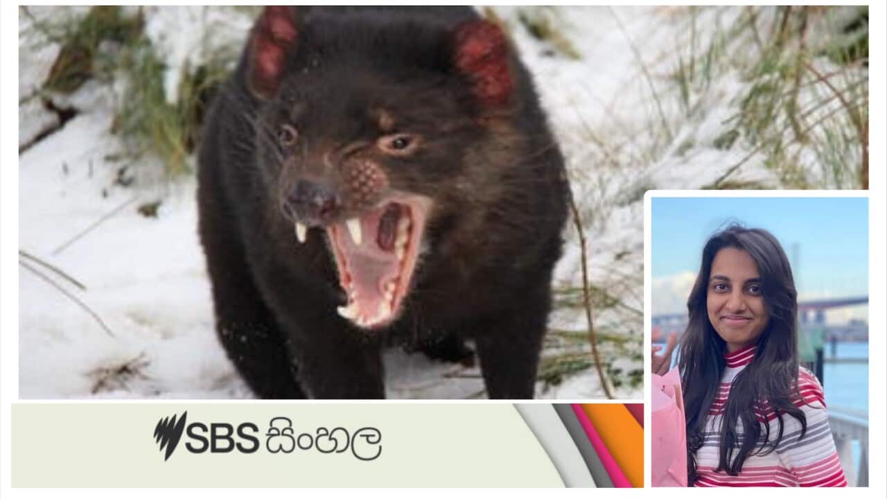 Interview_18072024_Sinhala_TasmanianDevil