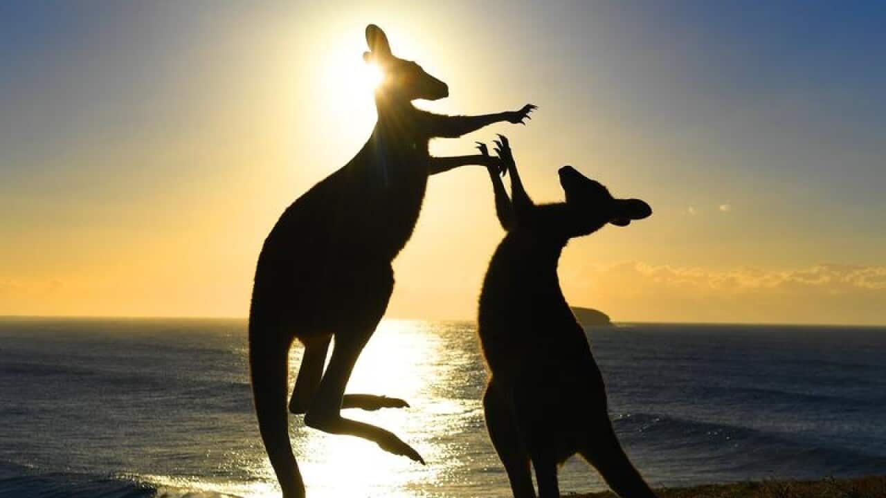 Eastern grey kangaroos fight on 'Look At Me Now Headland'