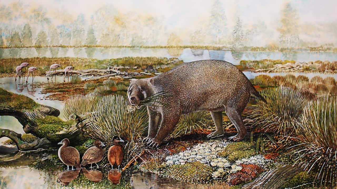 A giant marsupial that roamed prehistoric Australia 25 million years ago is so different from its wombat cousins that scientists have had to create a new family to accommodate it.