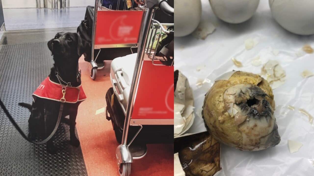 Australian Biosecurity detector dogs