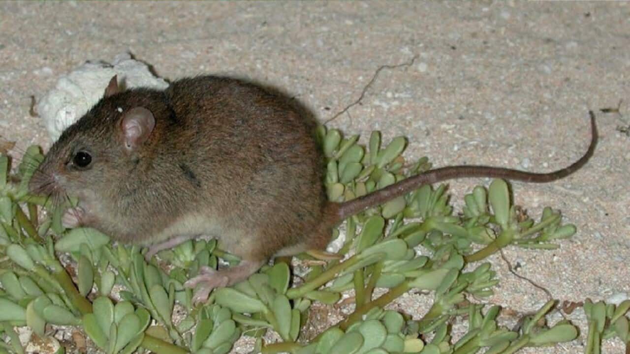 Melomys rubicola