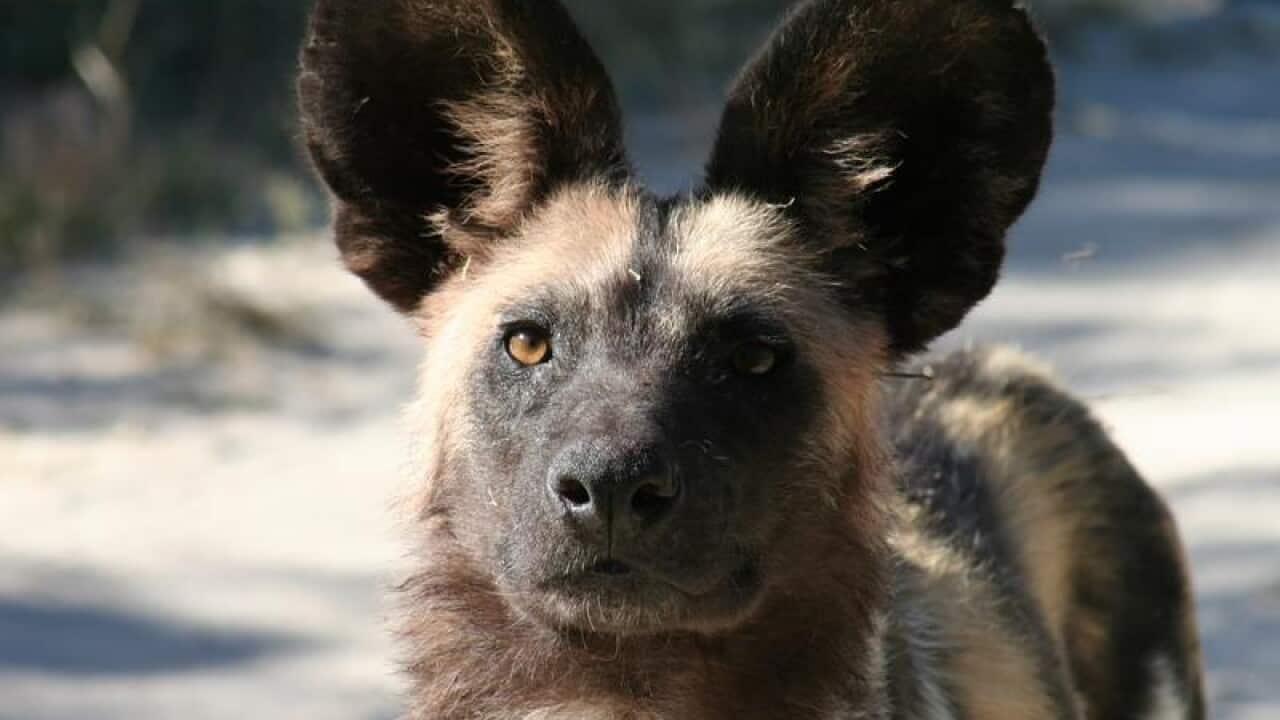 African Painted Dog