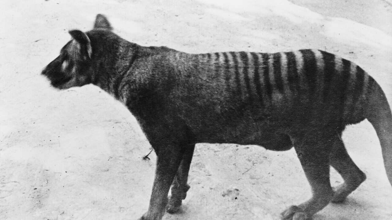 Thylacinus cynocephalus, thylacine