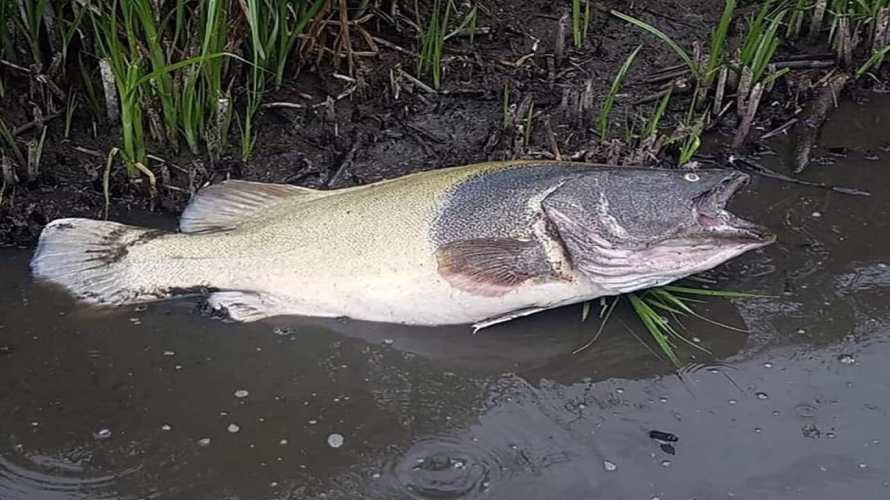 A dead fish along the banks of Lake Inverell in NSW.