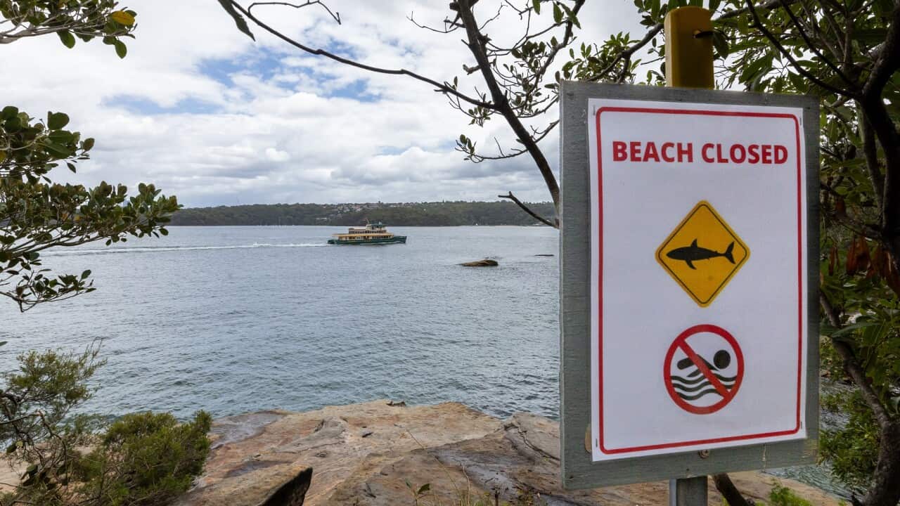 SHARK BEACH ATTACK SYDNEY
