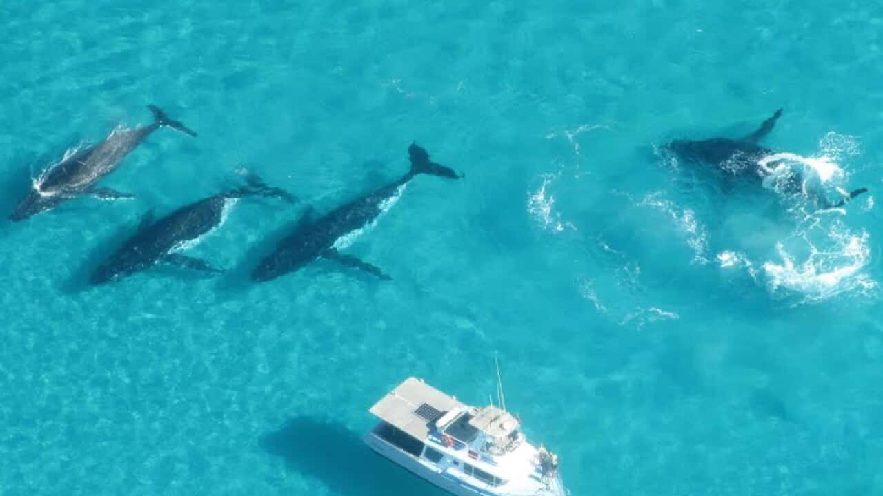 Humpback whales paying an unexpected visit to a group of sightseers