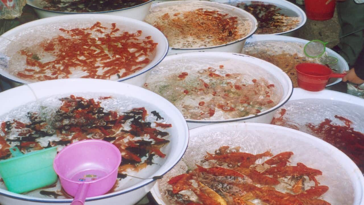 insects and fish in a Chinese market