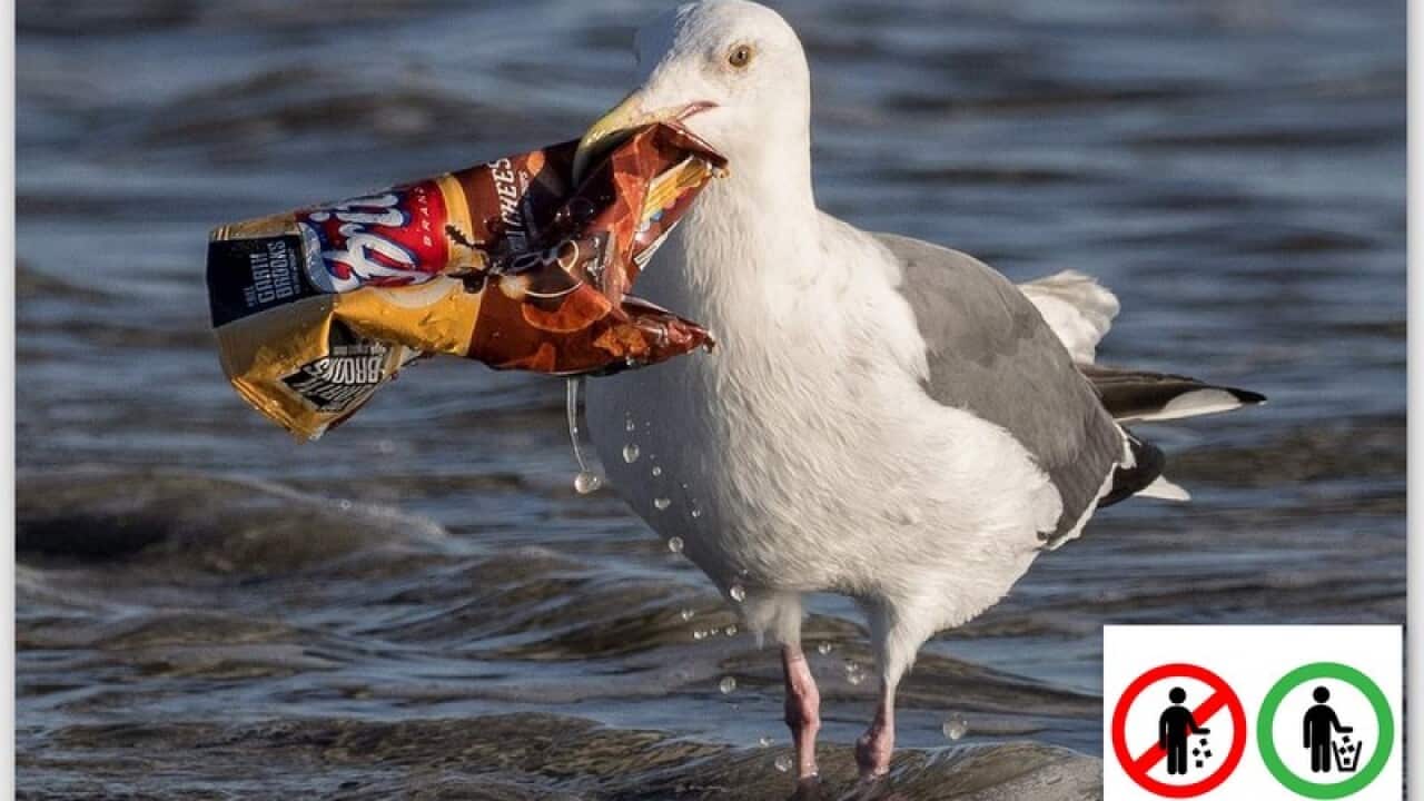 Hãy bỏ rác vào thùng.