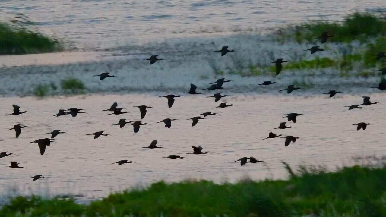 Leadshot game in Northern Territory causes concern for doctor SBS NITV