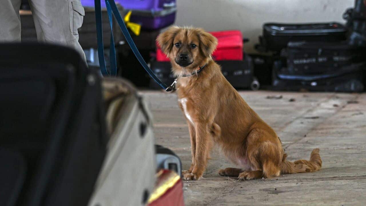 Dog looking into the camera.