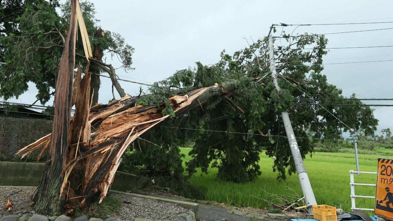 A large tree that collapsed by strong wind from Typhoon Halong at Mibu in Tochigi, north of Tokyo. (AAP)