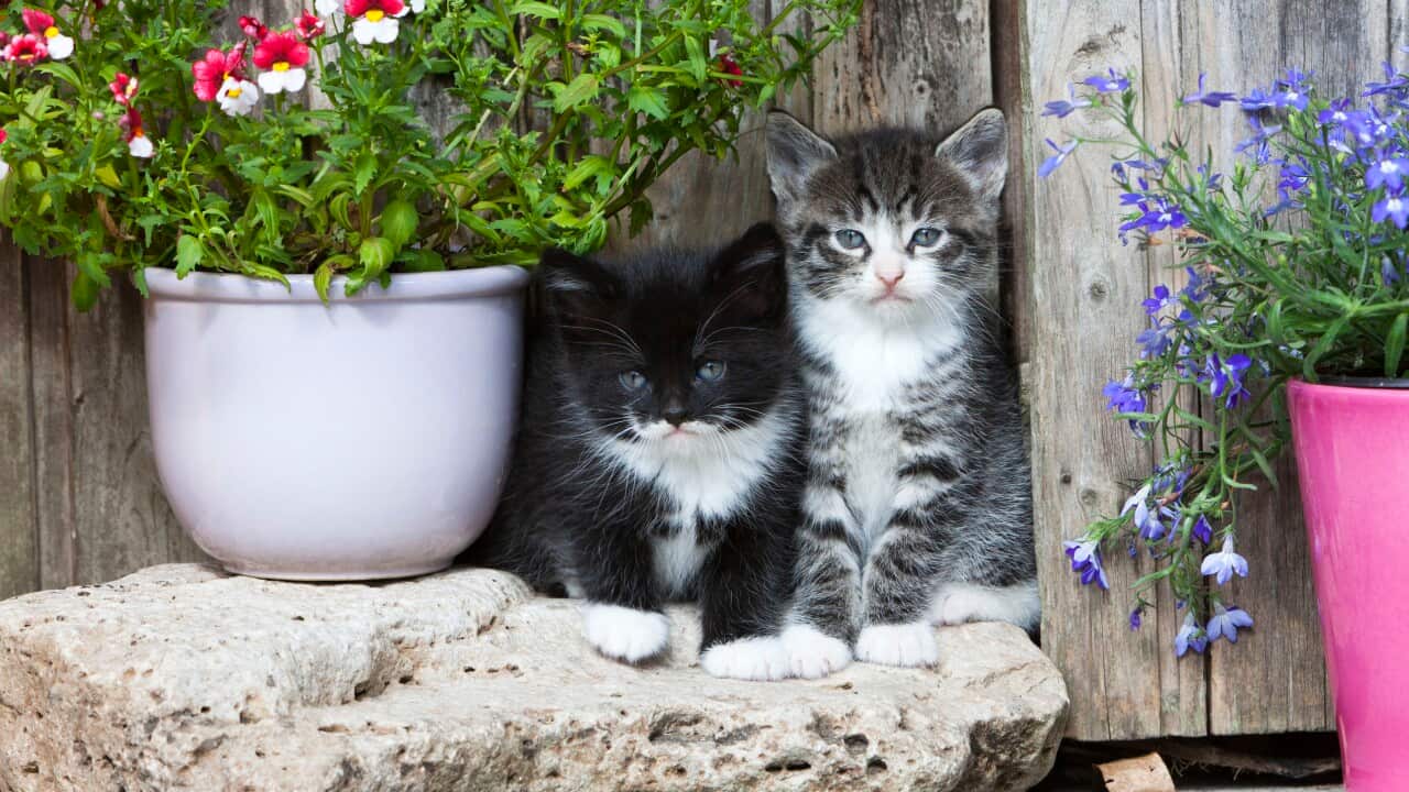Cat - two kittens sitting in front of garden shed