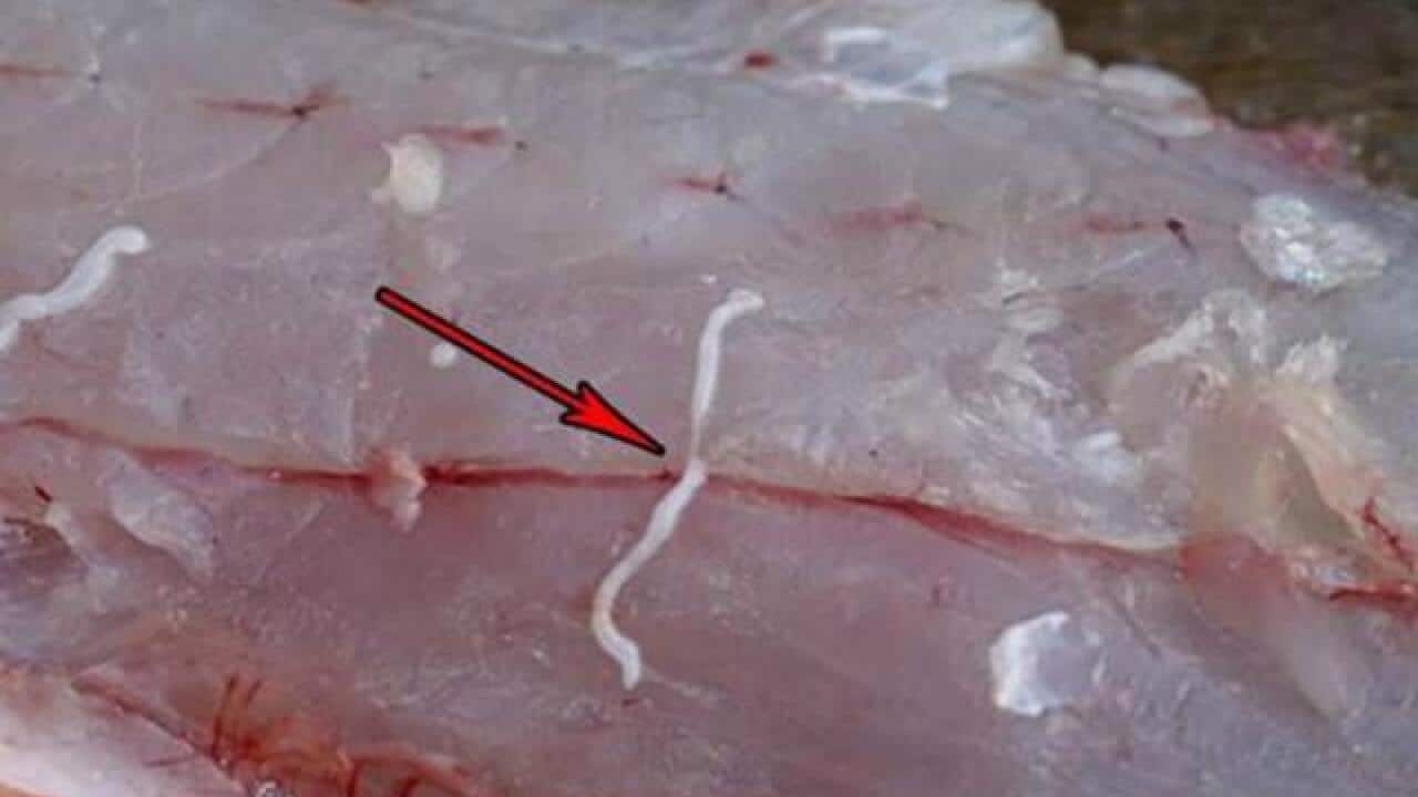 Fish Parasites