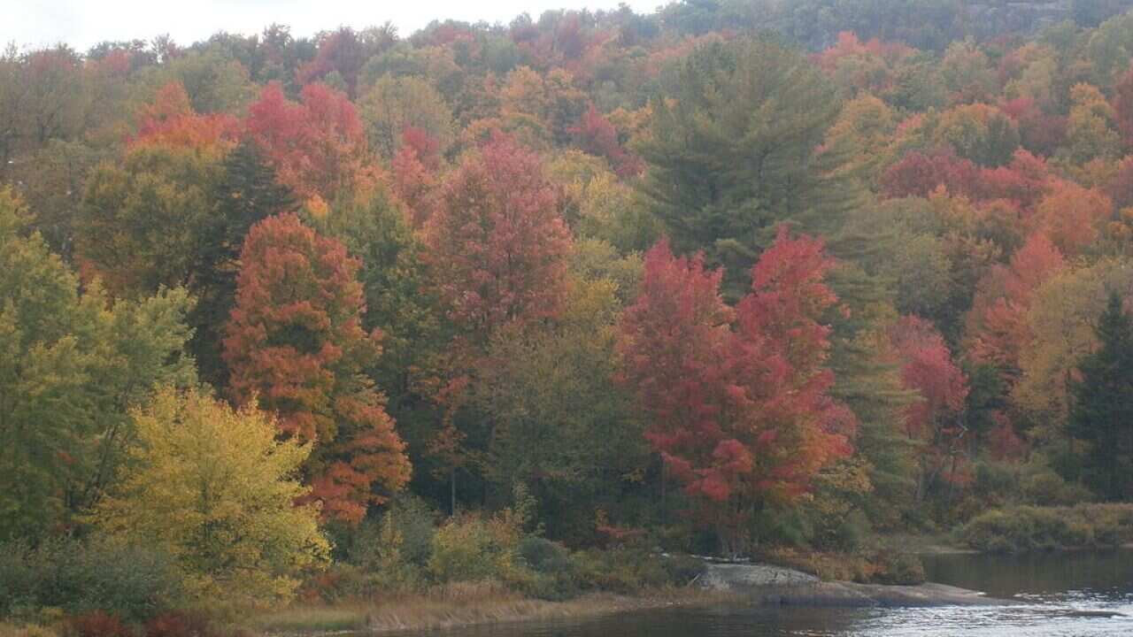 Herbstliche Bäume