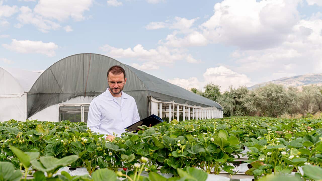 Modern greenhouse for growing Strawberry with irrigation system. Industrial scale of growing plants. Hydroponic Vertical Farm