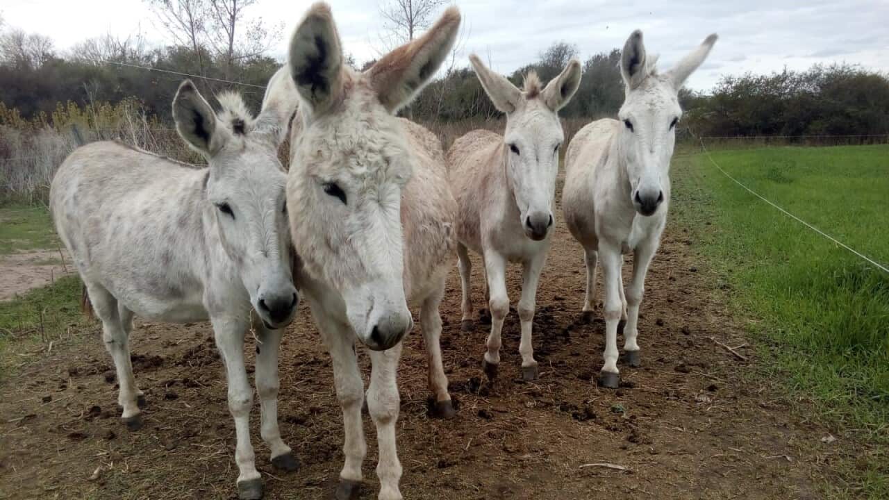Argentinian donkeys (1).jpg