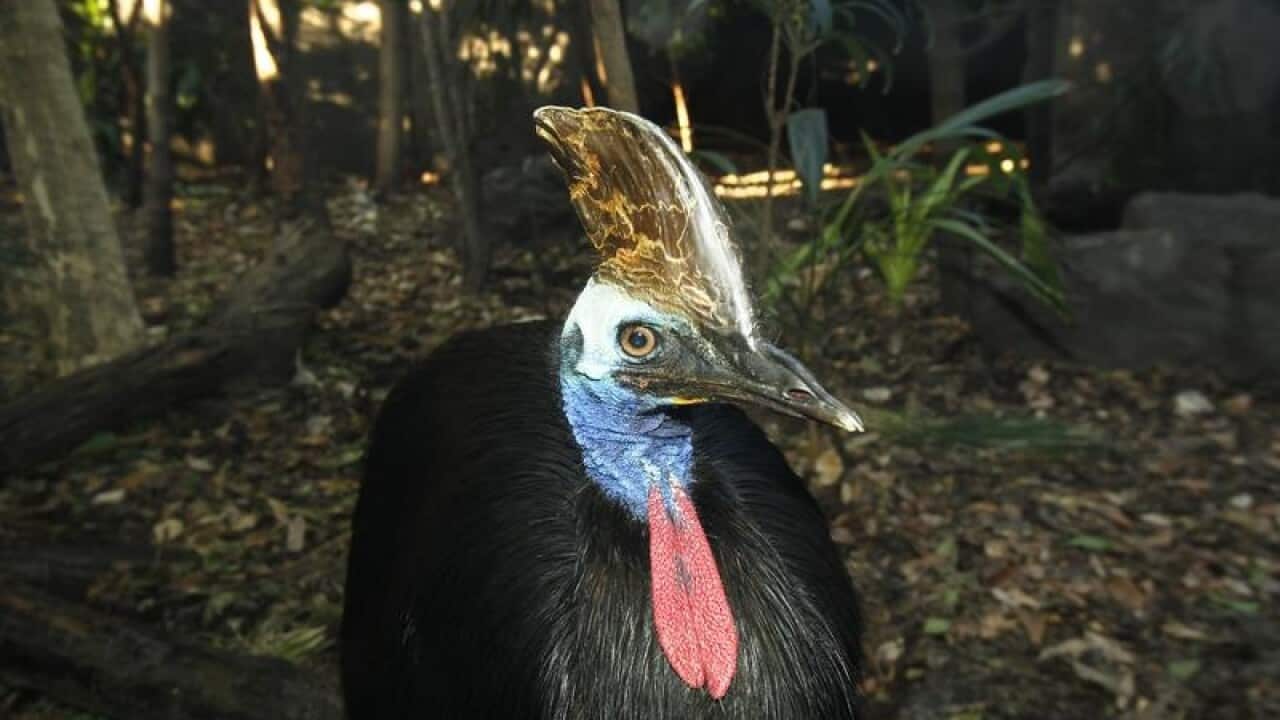 the Cassowary,