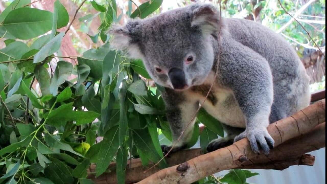 A koala on a tree branch