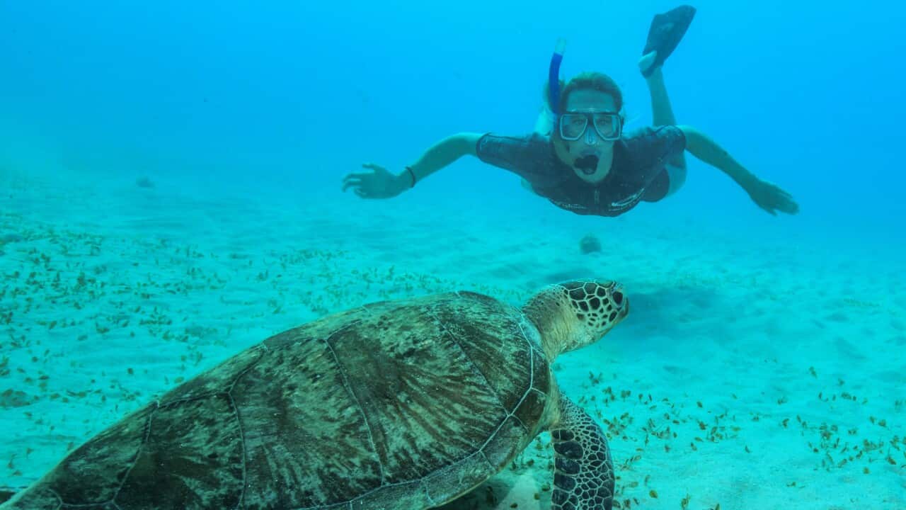 Snorkelling on the Great Barrier Reef