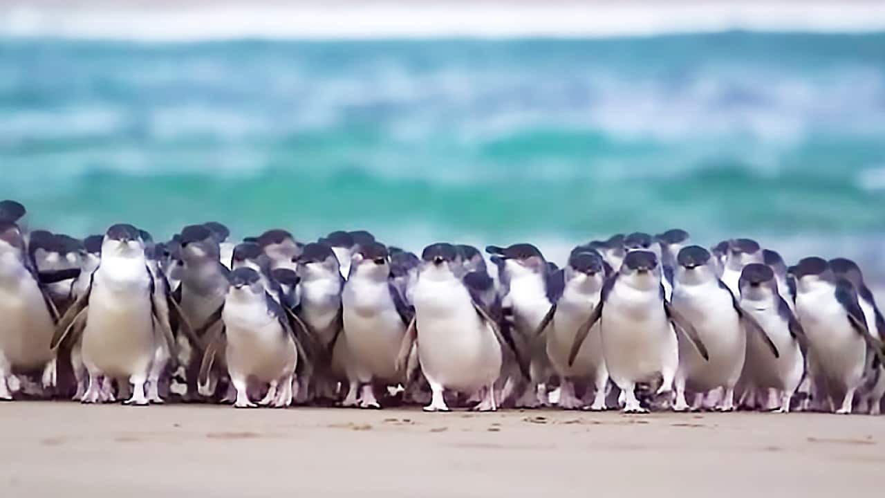 Penguin Parade Live stream