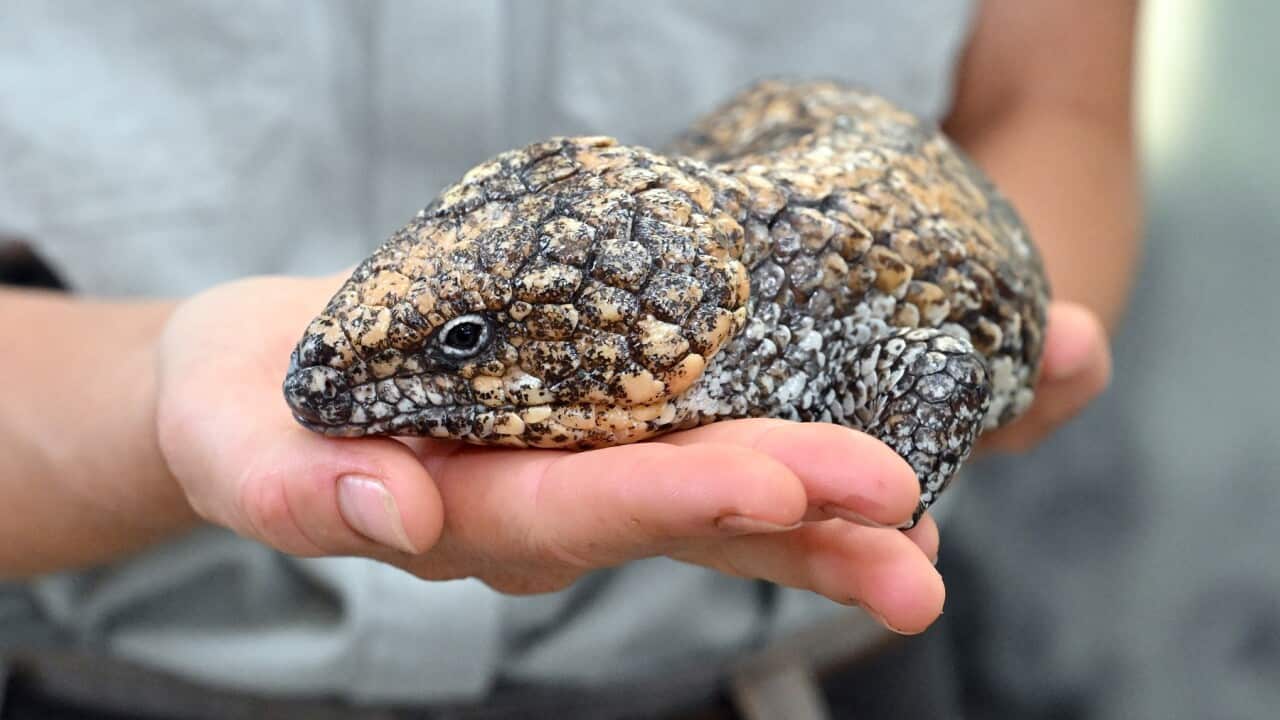 TANYA PLIBERSEK ILLEGAL WILDLIFE TRADE