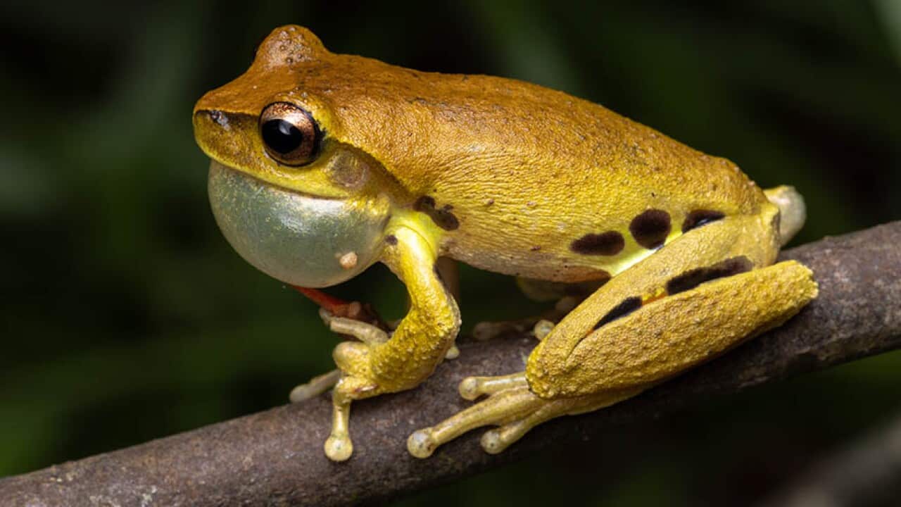 A medium-sized frog with a tan back, brown stripes, and a cream-white belly croaks on a tree branch.
