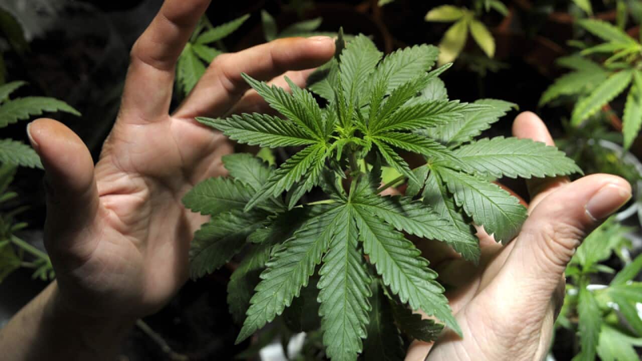 A marijuana grower shows plants he is cultivating.