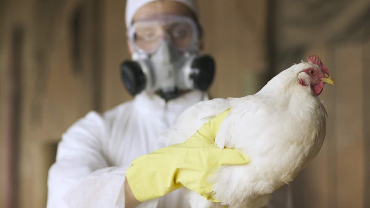 A person in a white ptotective suit and gas mask holding a chicken with a gloved hand