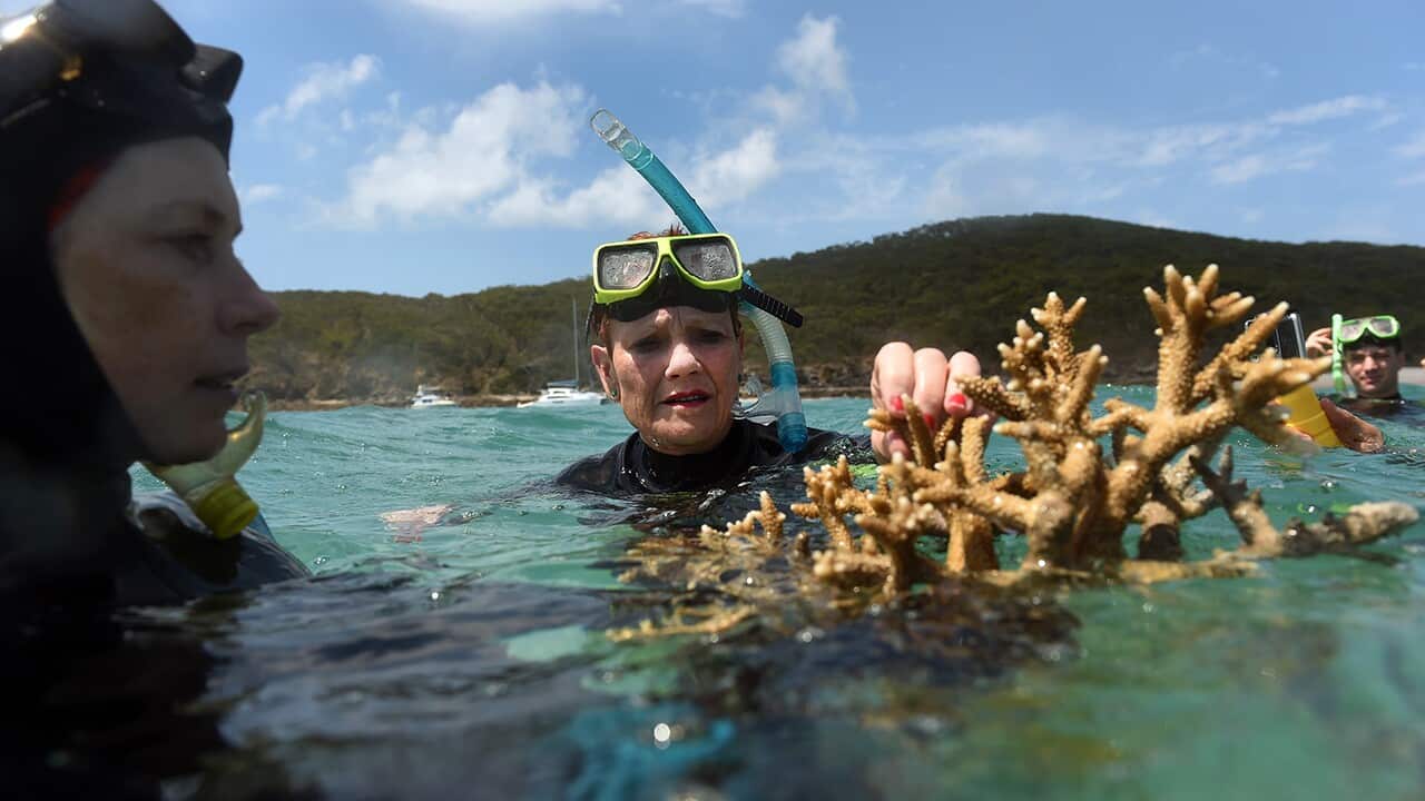 reef