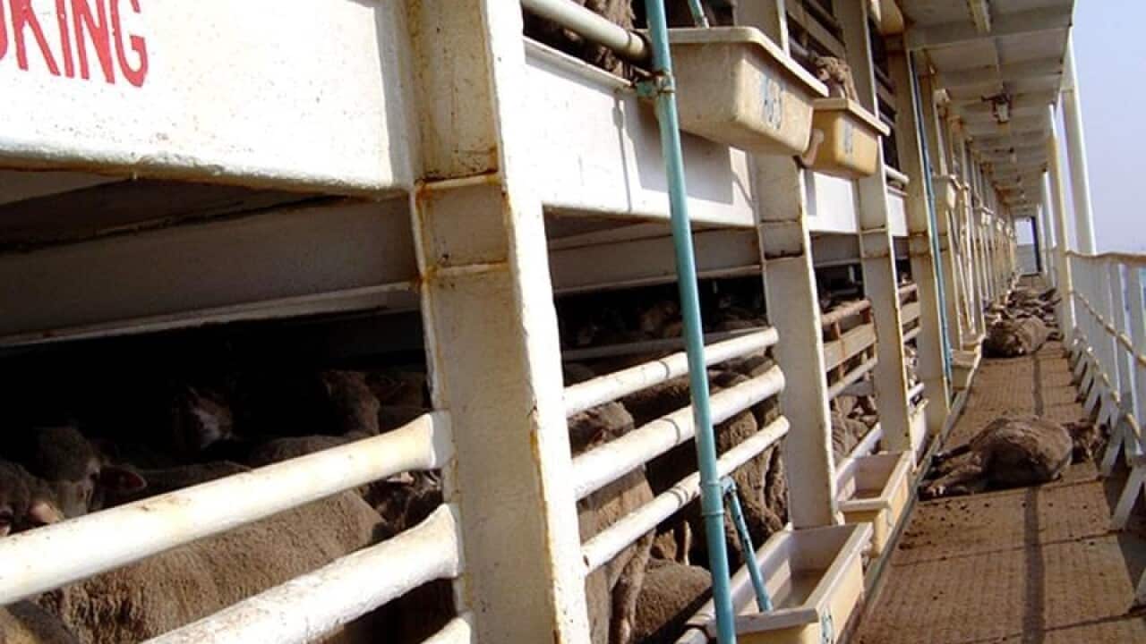 Dead sheep (right) next to caged live ones