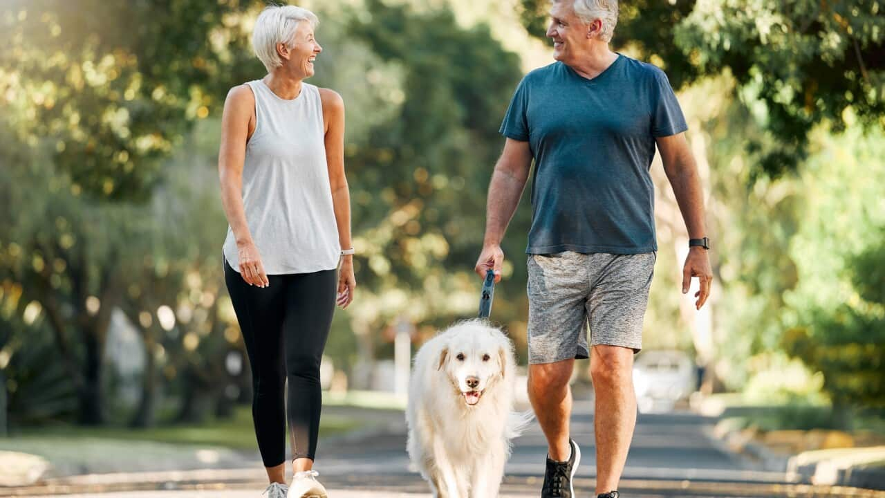 Retirement, fitness and walking with dog and couple in neighborhood park for relax, health and sports workout. Love, wellness and pet with old man and senior woman in outdoor morning walk together