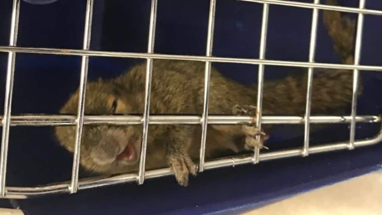 Two live squirrels had to be put down after they were smuggled into Brisbane from Bali. 