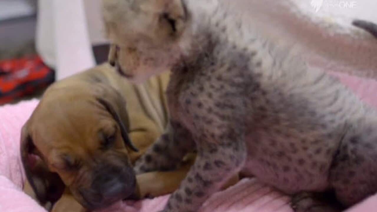 Abandoned cheetah cub and puppy best friends SBS News