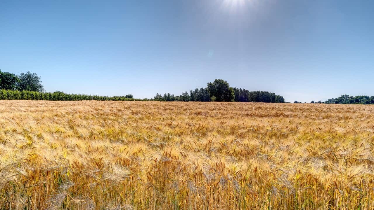 澳洲政府決定將中國由今年年中起向澳洲進口大麥徵收高達百分之80.5入口稅的問題提交世貿作仲裁。