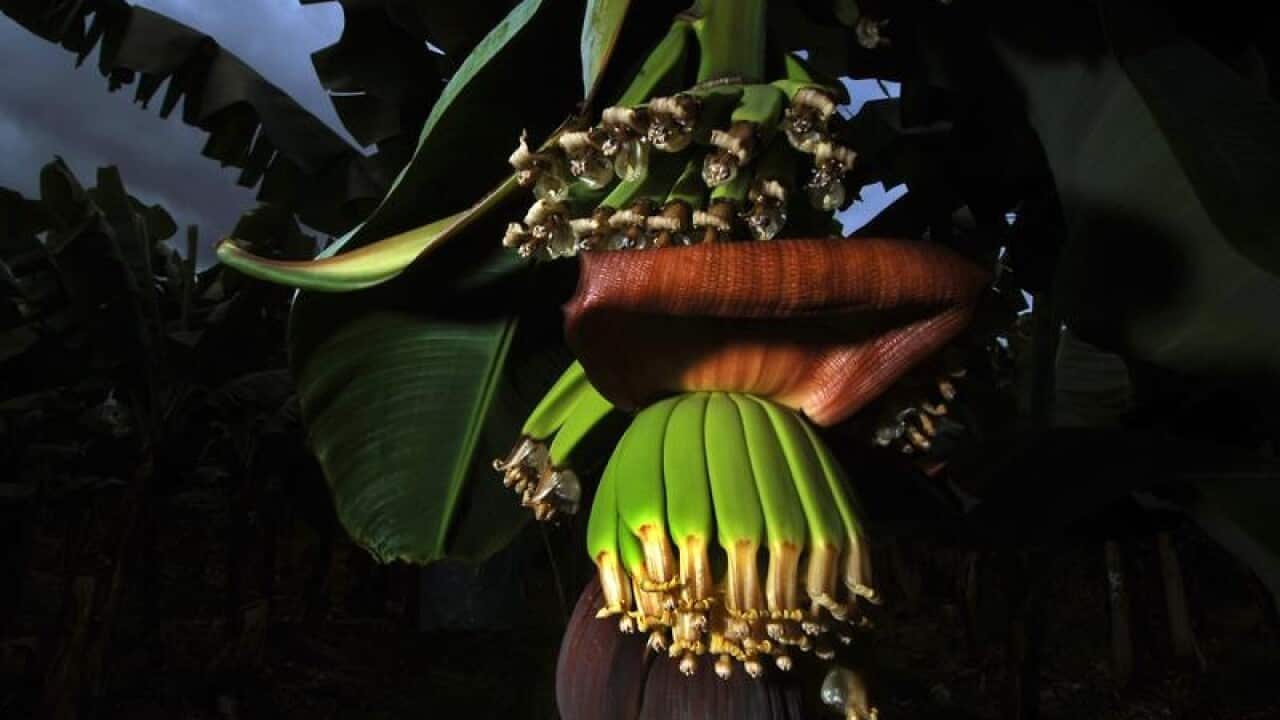 Bananas growing in Queensland.