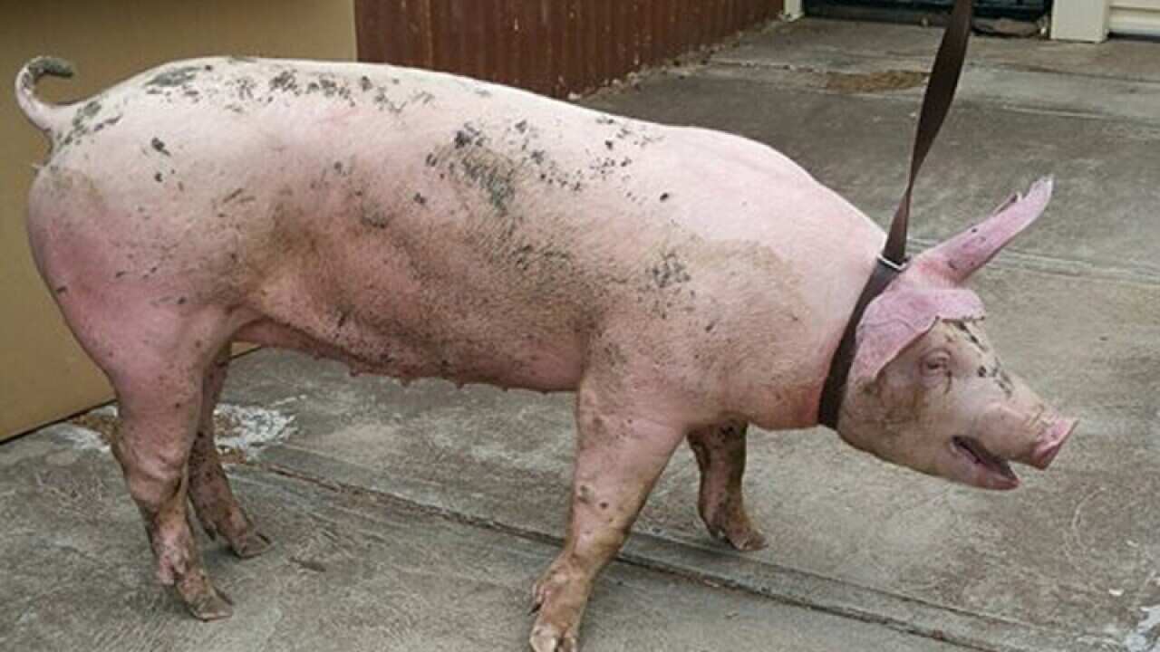 A pig found in Adelaide's north