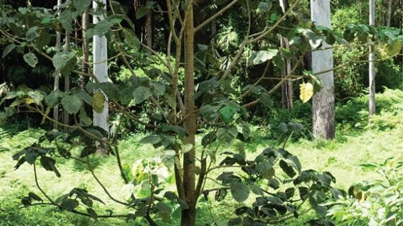 Der Australische Brennessel-baum Dendrocnide Excelsa