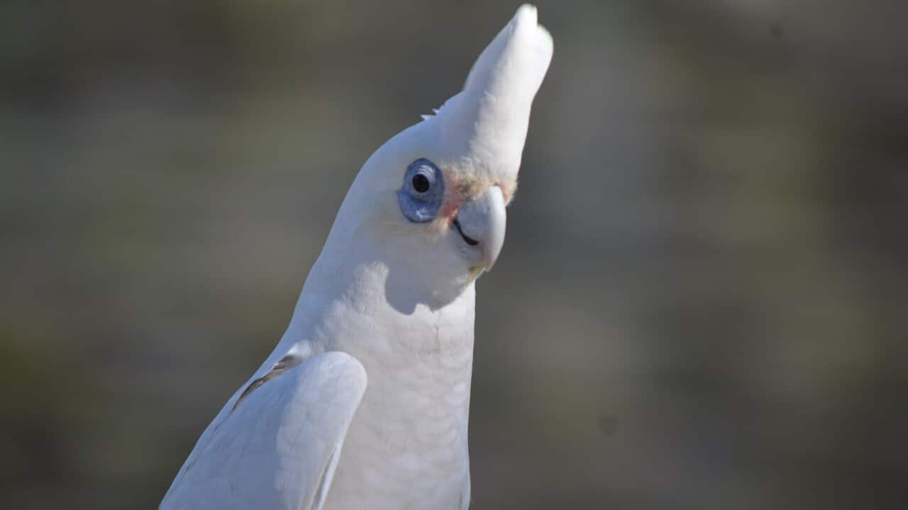 Cockatoo
