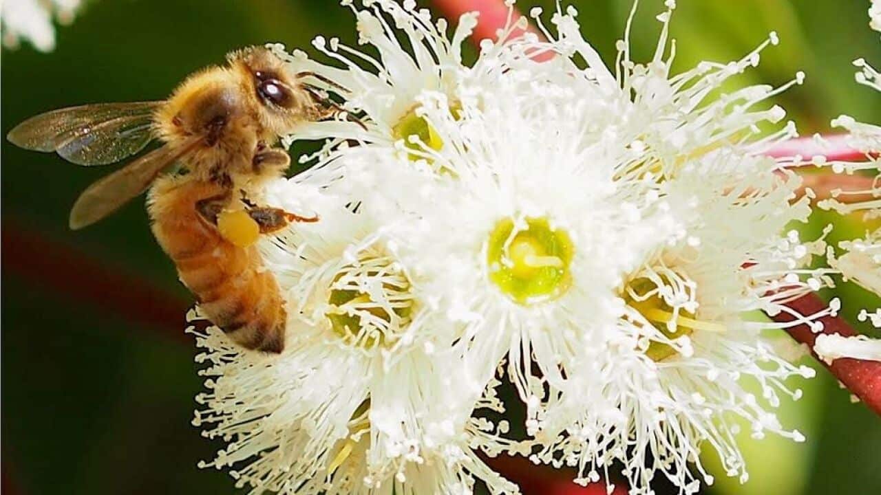Jarrah flower