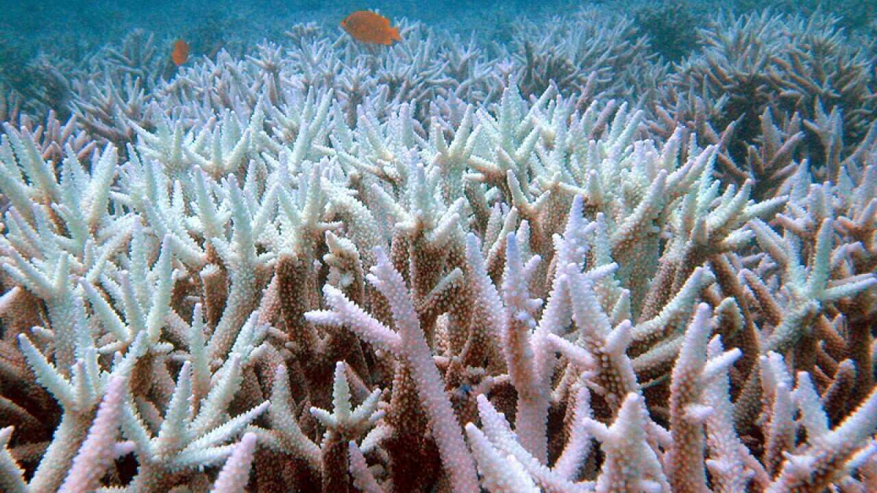 Fish swim amongst bleached coral