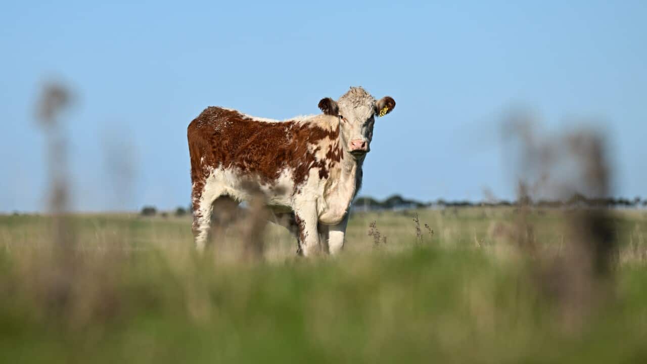 KING ISLAND SHIPPING