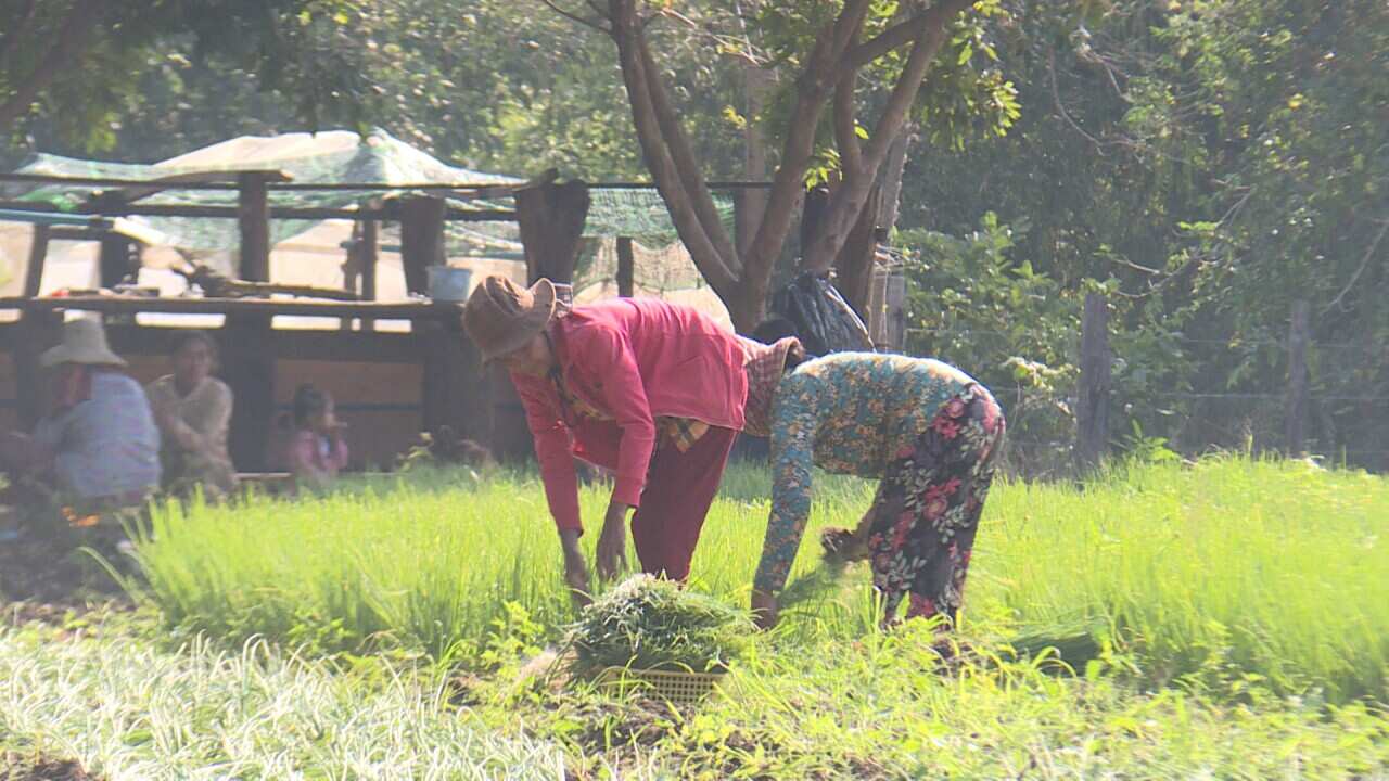 Vegetable farming in Cambodia