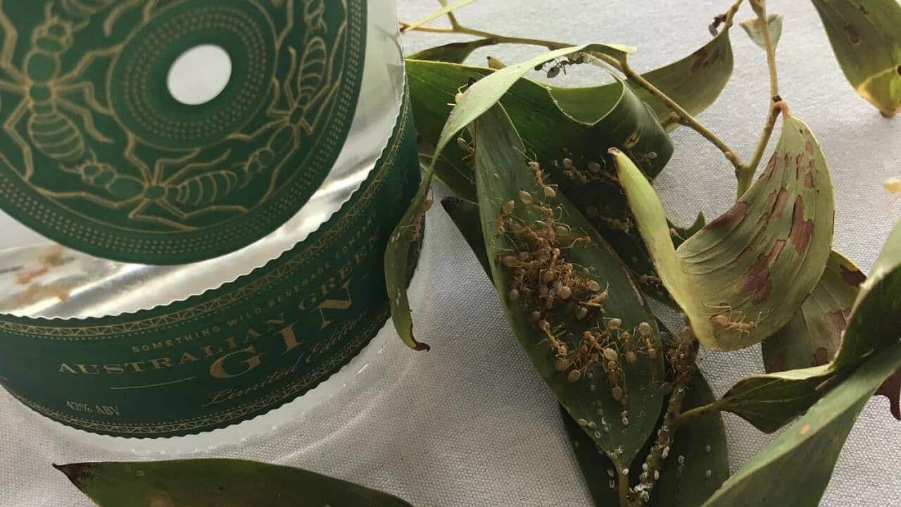 Gold medal awarded to Australian Green Ant Gin SBS Food