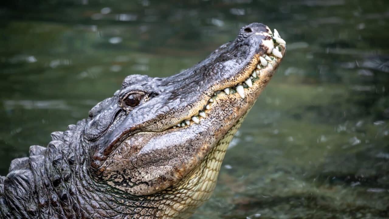 Crocodile at Brighton foreshore : r/brisbane