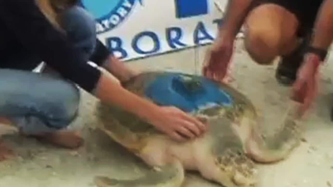 turtle_johnny_cnn_1565518982