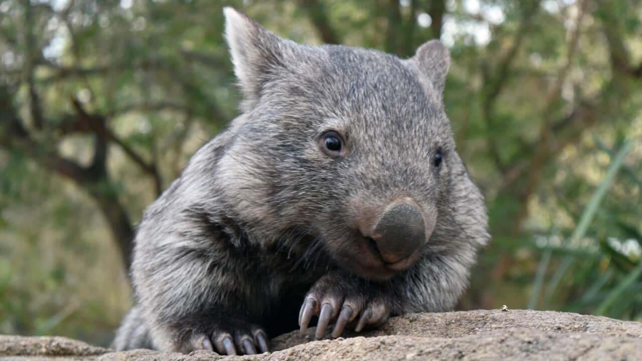 WOMBAT FACEBOOK PAGE AUSTRALIAN REPTILE PARK