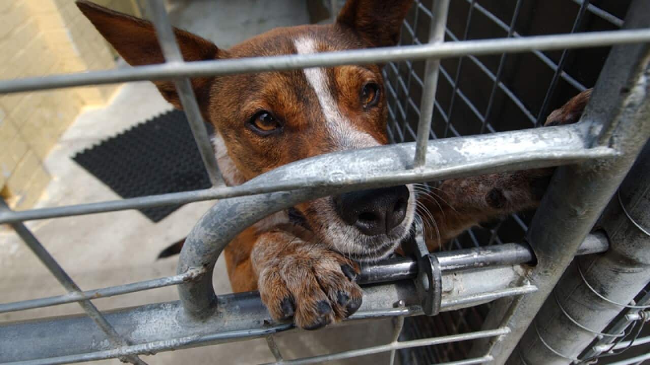 A dog in its cage at an animal refuge